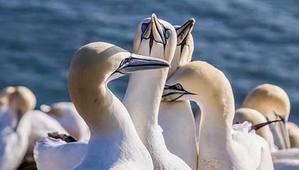 凯发APP：引领移动娱乐的新风潮