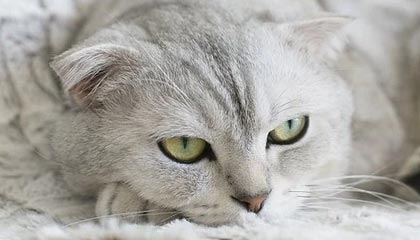 AG官网：开启数字生活新入口，打造信任与创新并行的品牌体验