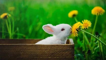 彻夜狂欢！掘金全队前往赌城拉斯维加斯酒吧蹦迪